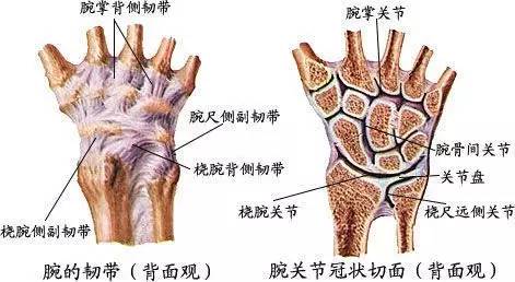 腕關(guān)節(jié)脫位及X線閱片技巧